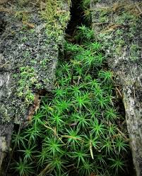 Attēlu rezultāti vaicājumam “Platygyrium repens”