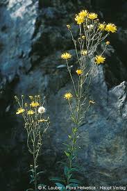 Attēlu rezultāti vaicājumam “Hieracium laevigatum”