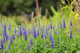 Attēlu rezultāti vaicājumam “Veronica spicata”
