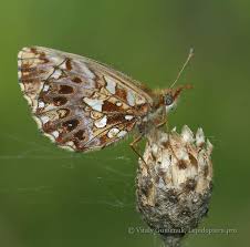 Attēlu rezultāti vaicājumam “Boloria dia”