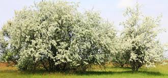 Attēlu rezultāti vaicājumam “Populus x petrowskyana”