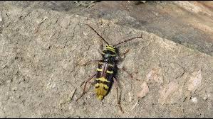 Attēlu rezultāti vaicājumam “Plagionotus detritus”