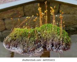 Attēlu rezultāti vaicājumam “Sphagnum centrale sporophyte”