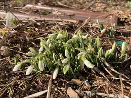 Attēlu rezultāti vaicājumam “Galanthus nivalis bud”