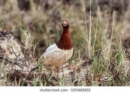 Attēlu rezultāti vaicājumam “Lagopus lagopus male”