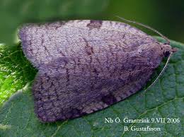 Attēlu rezultāti vaicājumam “Lozotaenia forsterana”