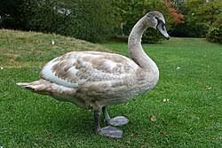 Attēlu rezultāti vaicājumam “Cygnus olor adult”