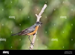 Image result for Irania gutturalis