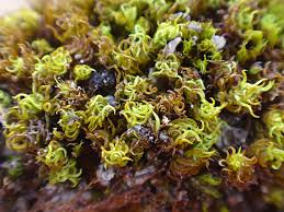 Attēlu rezultāti vaicājumam “Cladopodiella francisci macro”