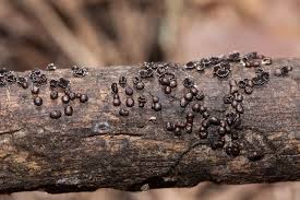 Attēlu rezultāti vaicājumam “Diderma subviridifuscum sessile”