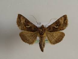 Attēlu rezultāti vaicājumam “Autographa excelsa”