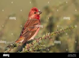 Attēlu rezultāti vaicājumam “Carpodacus erythrinus”