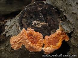 Attēlu rezultāti vaicājumam “Peniophora laurentii”