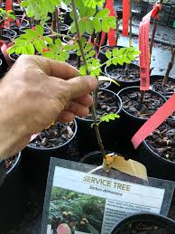 Attēlu rezultāti vaicājumam “Sorbus”