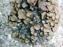 Attēlu rezultāti vaicājumam “Dermatocarpon luridum”