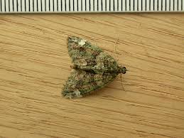 Attēlu rezultāti vaicājumam “Chloroclysta siterata”