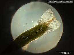 Attēlu rezultāti vaicājumam “Pogonatum urnigerum macro”