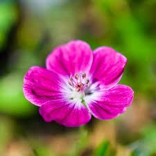 Attēlu rezultāti vaicājumam “Geranium sanguineum”