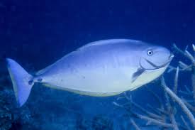 Image result for Naso hexacanthus