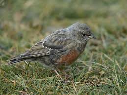 Image result for Prunella collaris