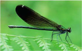 Attēlu rezultāti vaicājumam “Calopteryx virgo female”