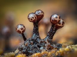 Attēlu rezultāti vaicājumam “Didymium squamulosum stalked”