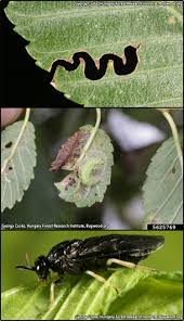 Attēlu rezultāti vaicājumam “Argidae”