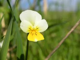 Attēlu rezultāti vaicājumam “Viola arvensis”