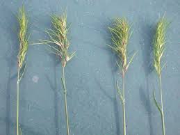 Attēlu rezultāti vaicājumam “Poa remota bud”