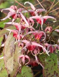 Attēlu rezultāti vaicājumam “Epimedium alpinum  flower”