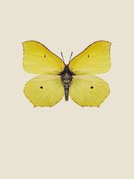 Attēlu rezultāti vaicājumam “Gonepteryx rhamni”