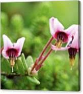 Attēlu rezultāti vaicājumam “Oxycoccus flower”