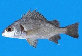 Image result for Pomadasys incisus