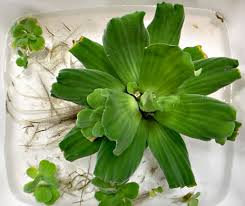 Attēlu rezultāti vaicājumam “Pistia stratiotes”