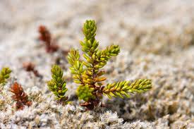 Attēlu rezultāti vaicājumam “Empetraceae”