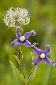 Attēlu rezultāti vaicājumam “Clematis fruit”