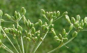 Attēlu rezultāti vaicājumam “Carum carvi”