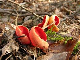 Attēlu rezultāti vaicājumam “Sarcoscypha austriaca”