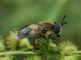 Attēlu rezultāti vaicājumam “Heptatoma pellucens”