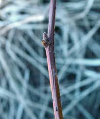 Attēlu rezultāti vaicājumam “Rubus idaeus”