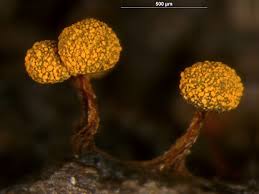 Attēlu rezultāti vaicājumam “Physarum auriscalpium”