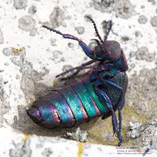 Attēlu rezultāti vaicājumam “Meloe sp.”