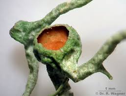 Attēlu rezultāti vaicājumam “Evernia divaricata”