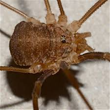 Attēlu rezultāti vaicājumam “Lophopilio palpinalis”