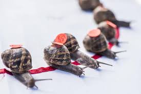 Image result for World Snail Racing Championships
