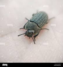 Attēlu rezultāti vaicājumam “Opatrum sabulosum”