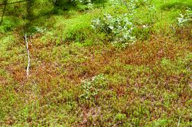 Attēlu rezultāti vaicājumam “Polytrichum commune”