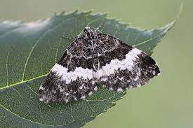 Attēlu rezultāti vaicājumam “Spargania luctuata”