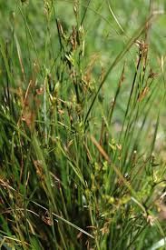 Attēlu rezultāti vaicājumam “Juncus gerardii bud”