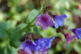 Image result for Pulmonaria officinalis
